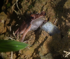 Clinotarsus penelope