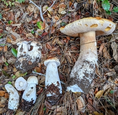 Boletus edulis grandedulis