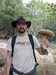 Boletus edulis grandedulis