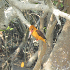 Pelargopsis amauroptera