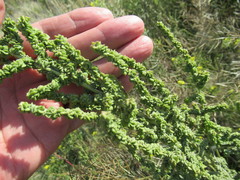 Atriplex patens
