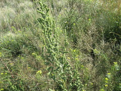 Atriplex patens