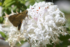 Taractrocera papyria agraulia
