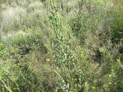 Atriplex patens