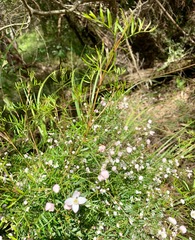 Boronia muelleri