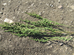 Atriplex patens