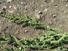 Atriplex patens