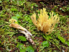 Ramaria cystidiophora