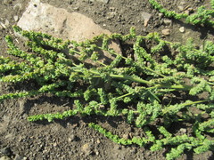 Atriplex patens