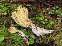 Ramaria cystidiophora