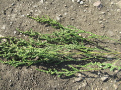 Atriplex patens