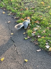 Sciurus carolinensis