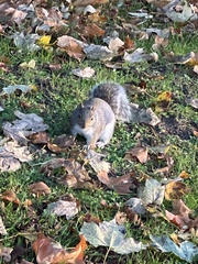 Sciurus carolinensis