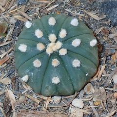 Astrophytum asterias
