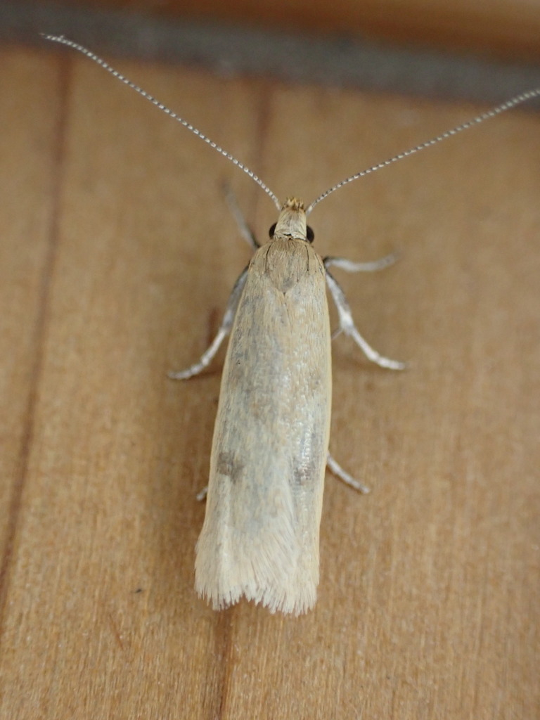 Gymnobathra parca