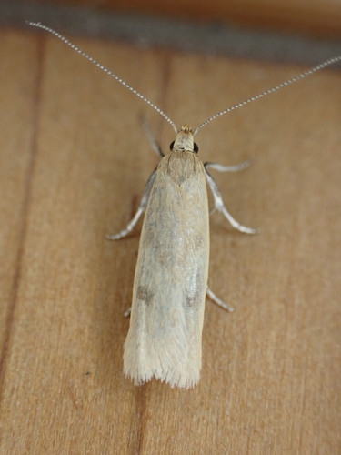 How to identify Gymnobathra parca (Butler, 1877)