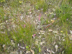 Johnsonia teretifolia