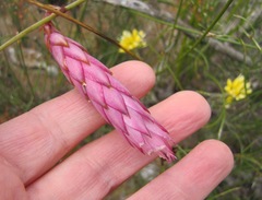 Johnsonia teretifolia