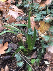 Iris foetidissima