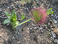 Scadoxus multiflorus multiflorus