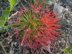 Scadoxus multiflorus multiflorus