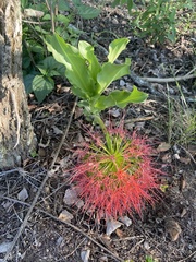 Scadoxus multiflorus multiflorus