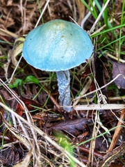 Stropharia