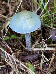 Stropharia