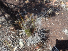 Actinostachys intermedia