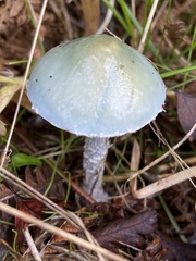 Stropharia