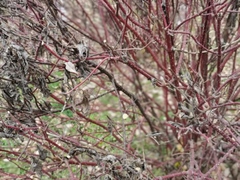 Magnoliopsida