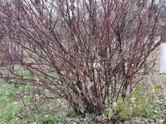 Magnoliopsida