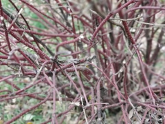 Magnoliopsida