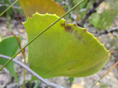 Hakea baxteri
