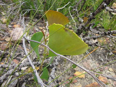 Hakea baxteri