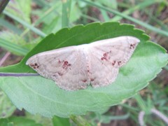 Somatina rufifascia