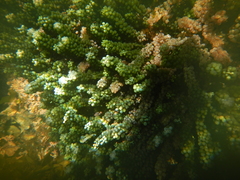 Caulerpa geminata