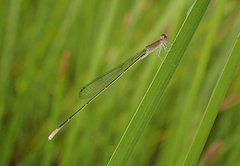 Aciagrion pallidum