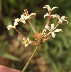 Kohautia amatymbica