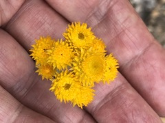 Chrysocephalum semipapposum