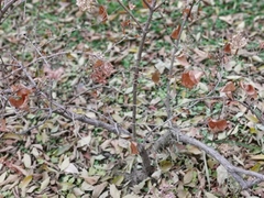 Magnoliopsida