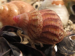 Prothalotia lehmanni