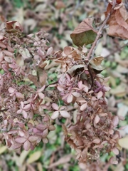 Magnoliopsida