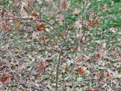 Magnoliopsida