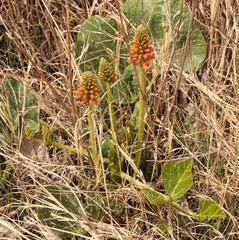 Erythrina zeyheri