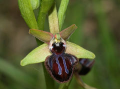 Ophrys sphegodes atrata