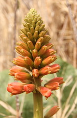 Erythrina zeyheri
