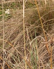 Chlorophytum fasciculatum