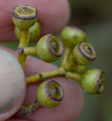 Eucalyptus drepanophylla