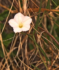 Convolvulus sagittatus